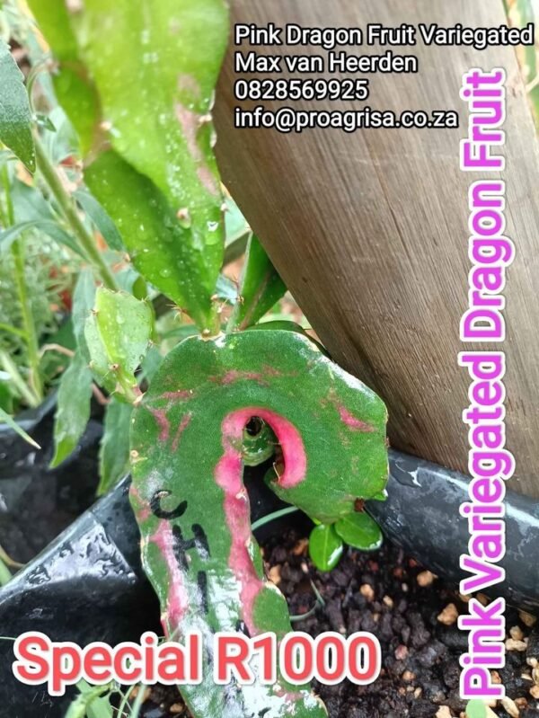 RED Variegated Dragon Fruit Plant Cutting