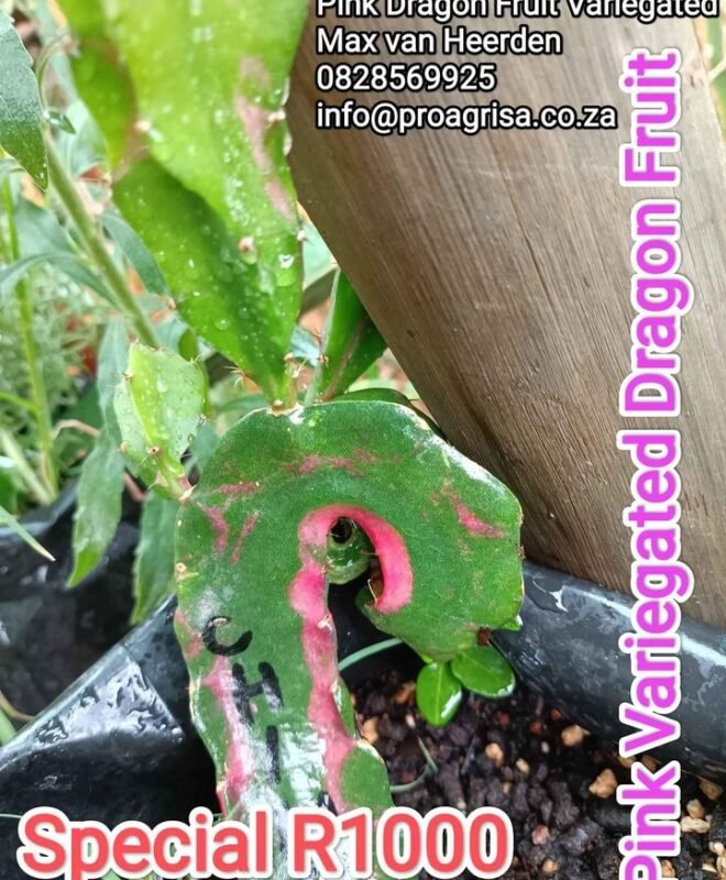 RED Variegated Dragon Fruit Plant Cutting