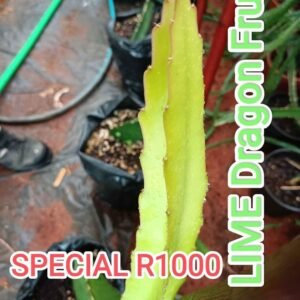 Lime Variegated Dragon Fruit Plant Cutting