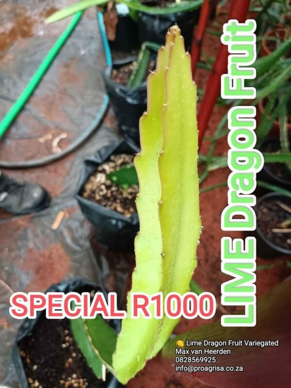 Lime Variegated Dragon Fruit Plant Cutting