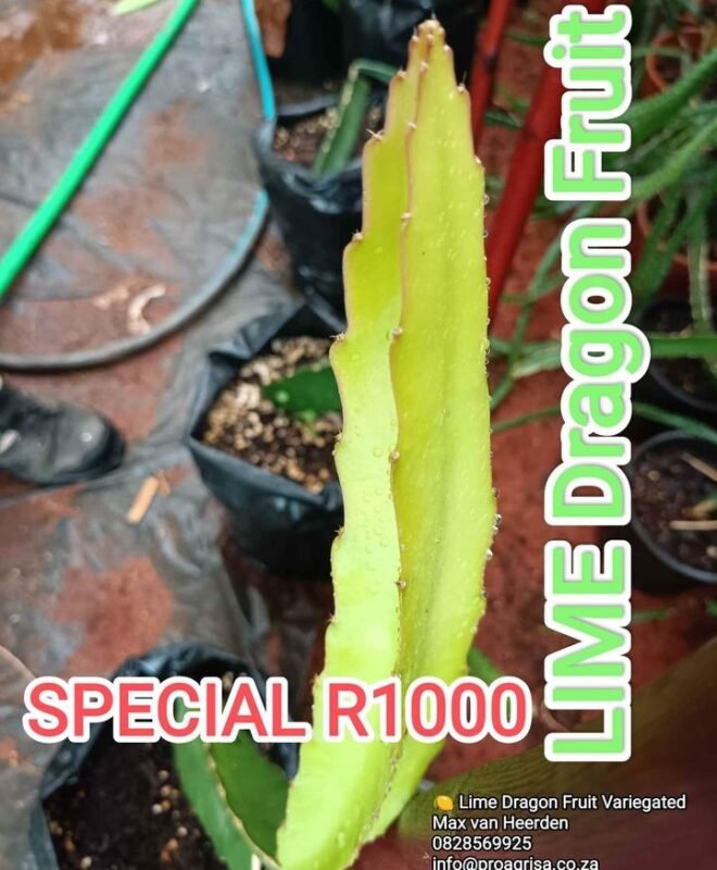 Lime Variegated Dragon Fruit Plant Cutting
