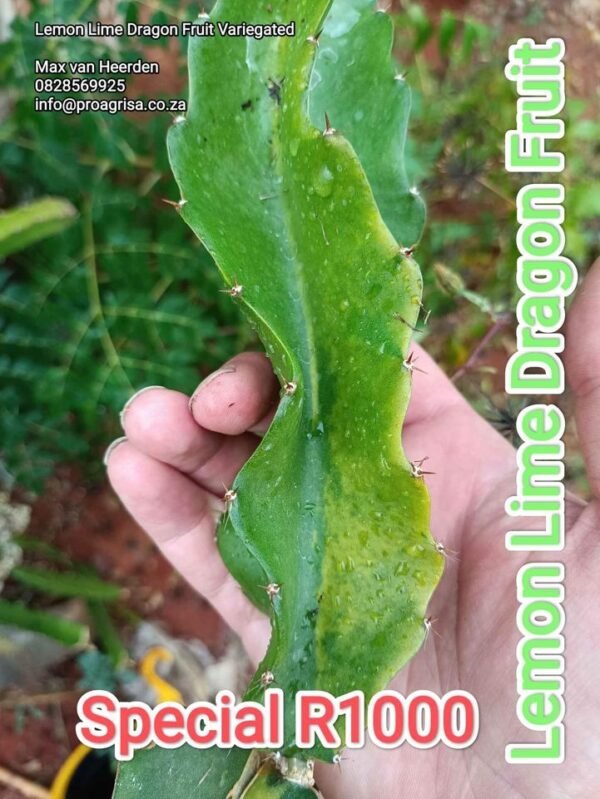 Lemon Lime Variegated Dragon Fruit Plant Cutting