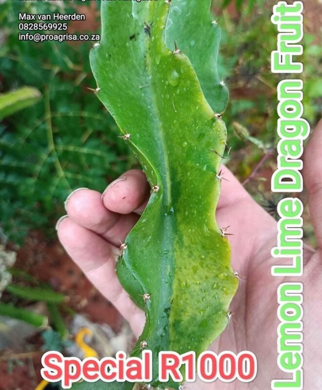 Lemon Lime Variegated Dragon Fruit Plant Cutting