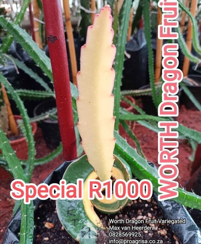 Worth Variegated Dragon Fruit Plant Cutting