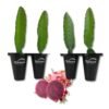 150 Purple Haze Dragon Fruit Plants - Farm Package