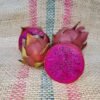 American Beauty Dragon Fruit Plant Cutting (Mature)