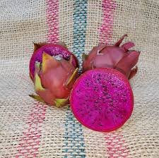 American Beauty Dragon Fruit Plant Cutting (Mature)