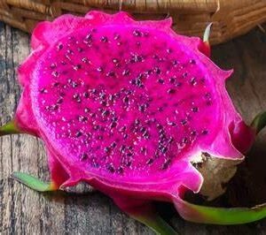 Arizona Purple Dragon Fruit Plant Cutting