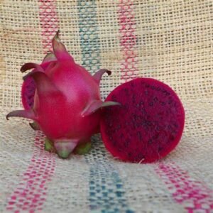 Armando Dragon Fruit Plant Cutting