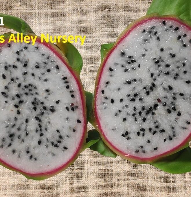 Asunta 1 Dragon Fruit Cutting