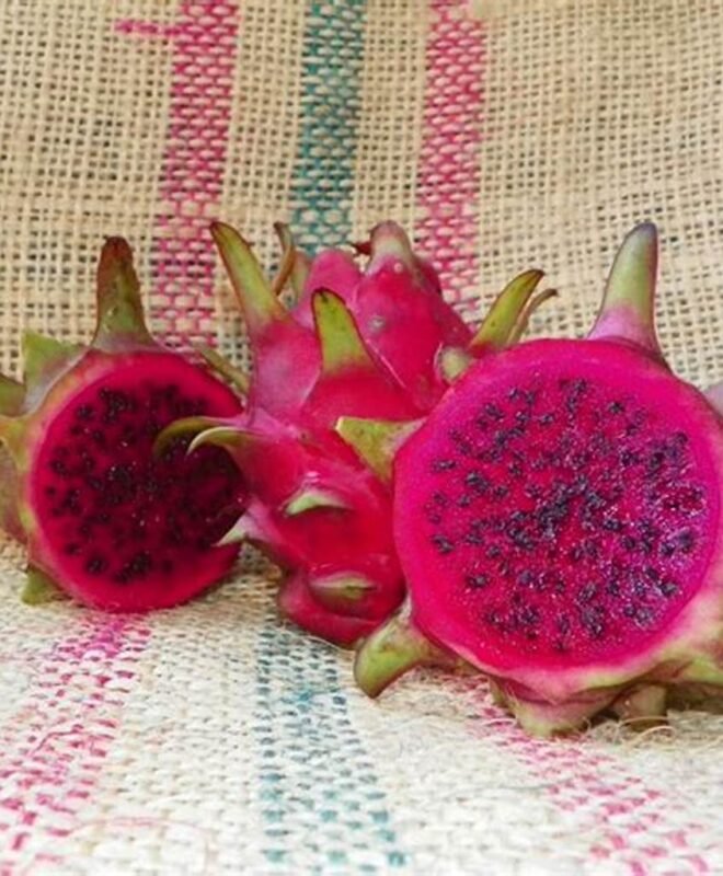 BLOODY MARY Dragon Fruit Plant Cutting