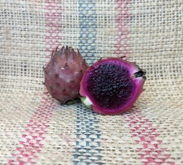 Black Dragon Fruit Plant Cutting