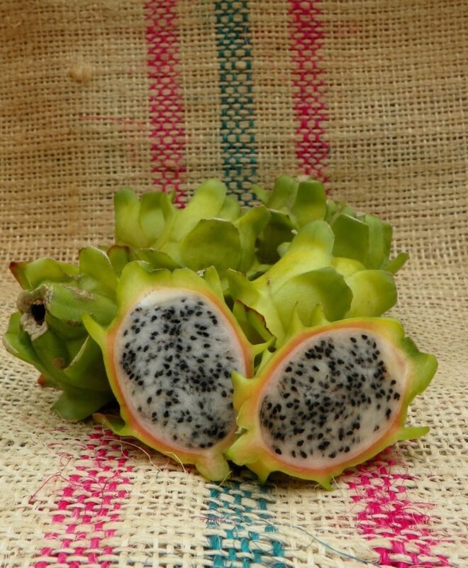 Bruni Dragon Fruit Plant Cutting
