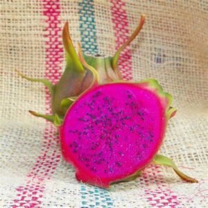 Condor Dragon Fruit Plant Cutting