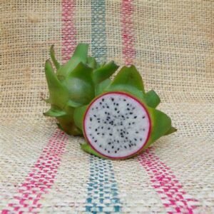 Connie Mayer Dragon Fruit Plant Cutting