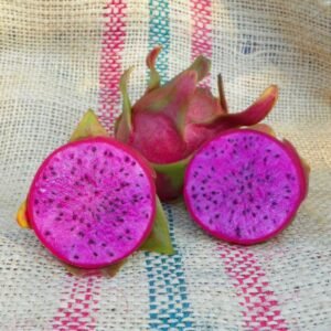 Cosmic Charlie Dragon Fruit Plant Cutting