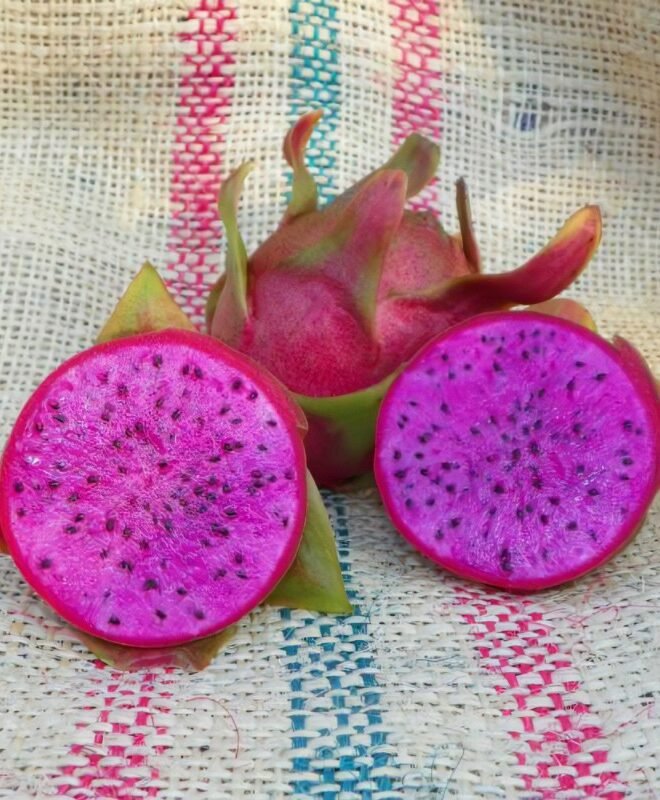 Cosmic Charlie Dragon Fruit Plant Cutting