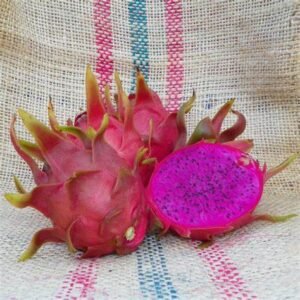 Dark Star Dragon Fruit Plant Cutting