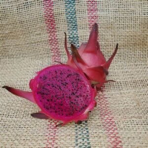 Edgar Dragon Fruit Plant Cutting