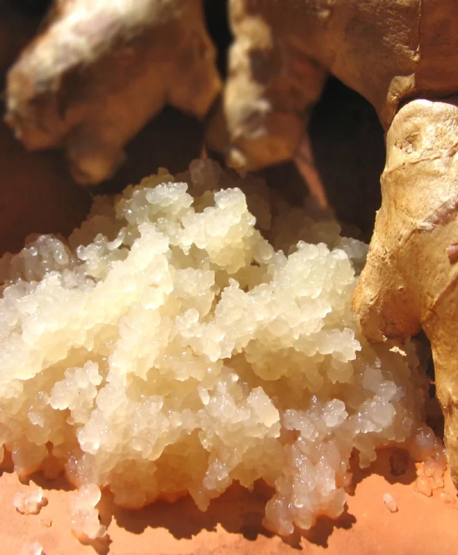 GBP Ginger Beer Plant Culture