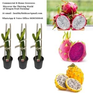 600 Ruby Dragon Fruit Plants - Farm Package