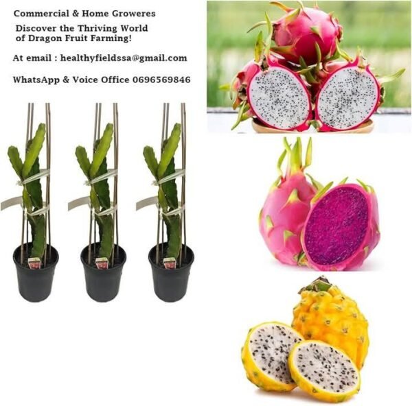 1000 Ruby Dragon Fruit Plants - Farm Package