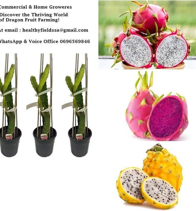 1000 Ruby Dragon Fruit Plants - Farm Package