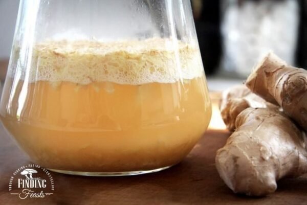 Probiotic-Packed Ginger Bug Culture