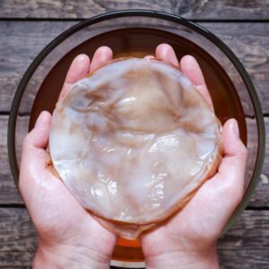 kombucha Scoby Culture for sale