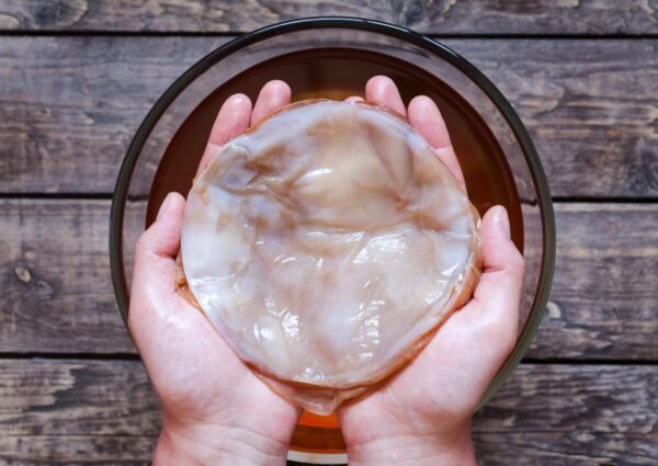 kombucha Scoby Culture for sale