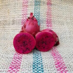 Houghton Dragon Fruit Plant Cutting