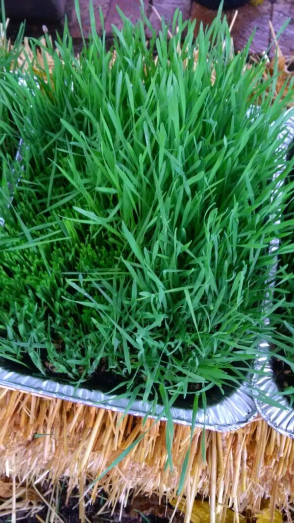 Wheatgrass Trays with organic soil - Image 3