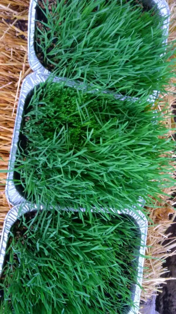 Wheatgrass Trays with organic soil - Image 4