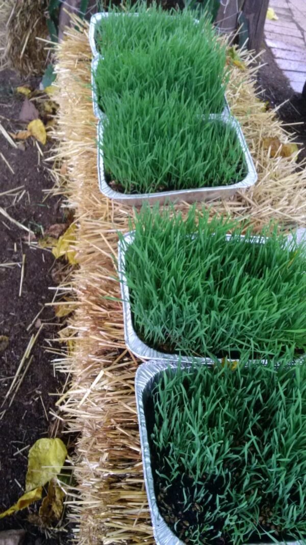 Wheatgrass Trays with organic soil - Image 5