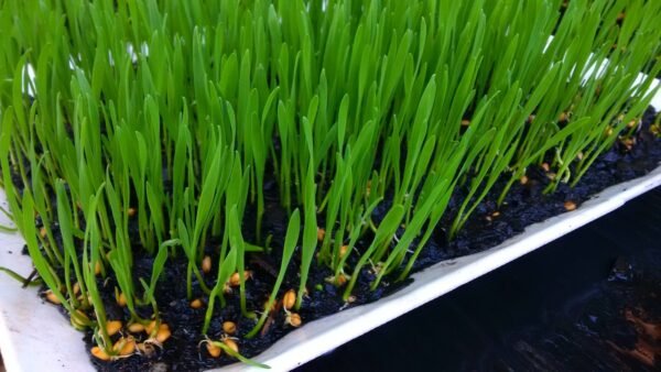 Wheatgrass Trays with organic soil - Image 6