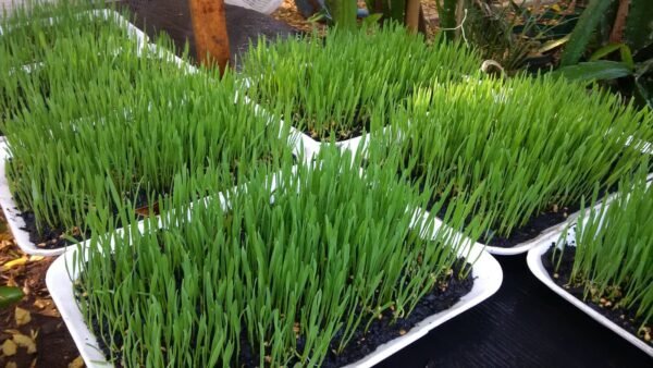 Wheatgrass Trays with organic soil - Image 7