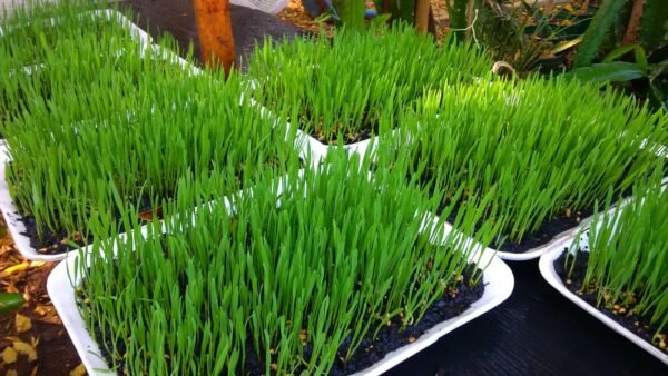 Wheatgrass Trays with organic soil