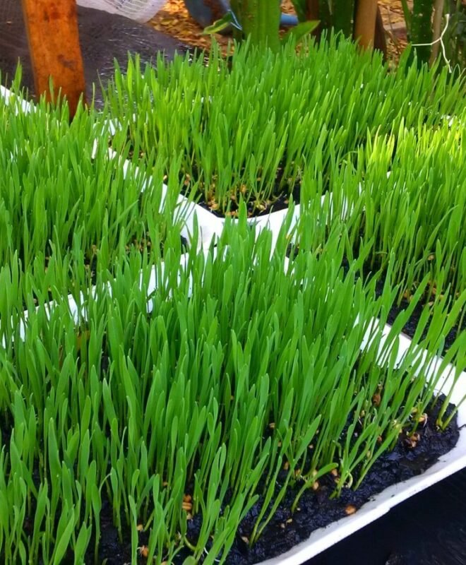 Wheatgrass Trays with organic soil