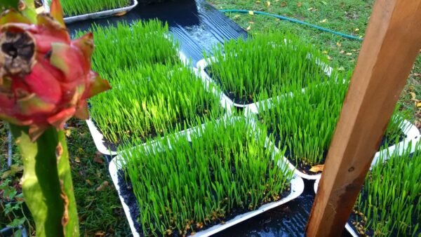 Wheatgrass Trays with organic soil - Image 8