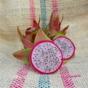 Maria Rosa Dragon Fruit Plant Cutting