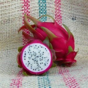 NEITZEL Dragon Fruit Plant Cutting