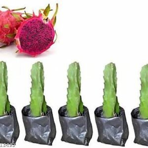 600 Zamorano Dragon Fruit Plants