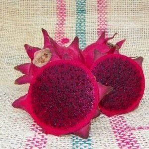 Orejona Dragon Fruit Plant Cutting