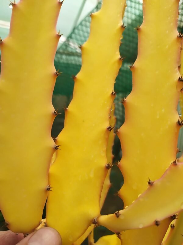 PURE GOLD Dragon Fruit Plant Cutting