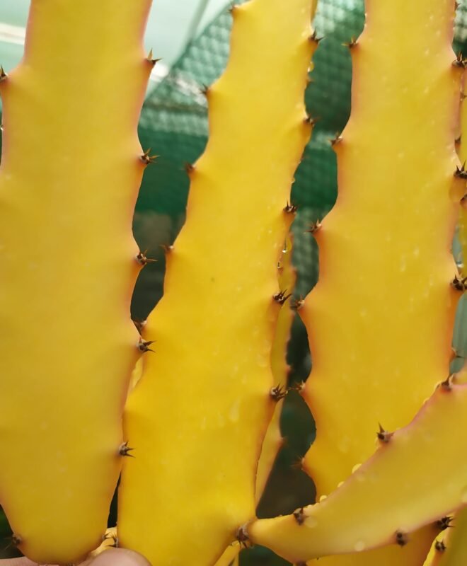PURE GOLD Dragon Fruit Plant Cutting