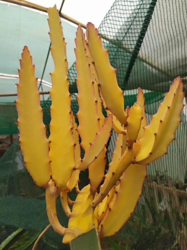 PURE GOLD Dragon Fruit Plant Cutting