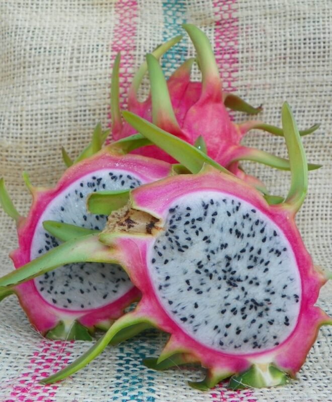 Paul Thompson Dragon Fruit Plant Cutting