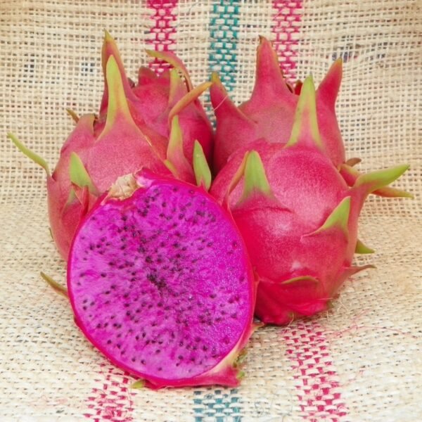 Purple Haze Dragon Fruit Plant Cutting