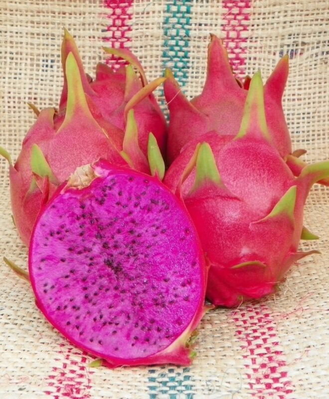Purple Haze Dragon Fruit Plant Cutting