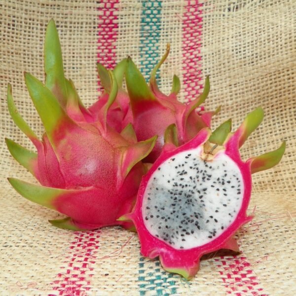 Vietnamese White Dragon Fruit Plant Cutting